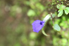 Rhynchoglossum obliquum